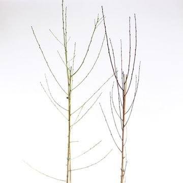 Prunus persica TAOFLORA MIX