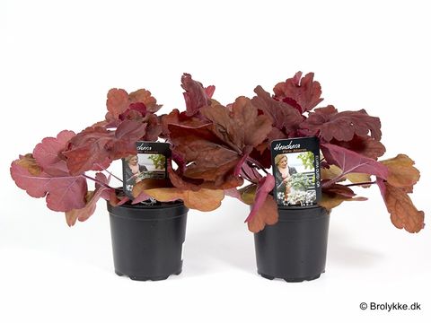 Heuchera 'Fire Alarm'