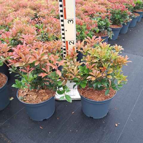 Pieris japonica 'Mountain Fire'
