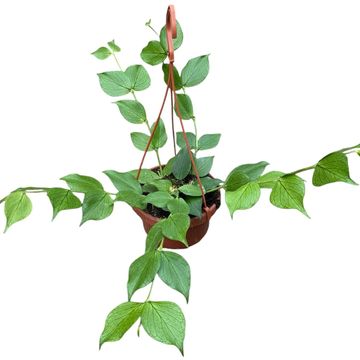 Hoya polyneura