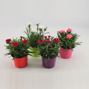 Dianthus chinensis MIX