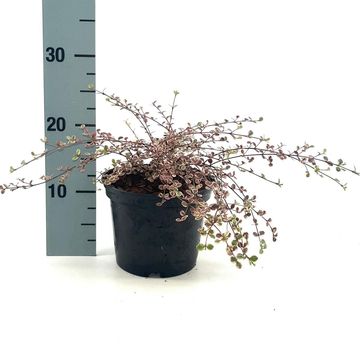 Lophomyrtus x ralphii 'Little Star'