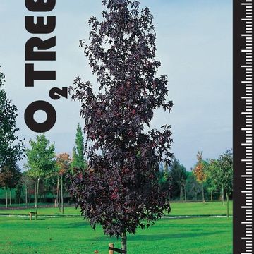 Liquidambar styraciflua 'Worplesdon'