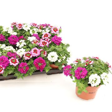 Verbena MIX IN POT