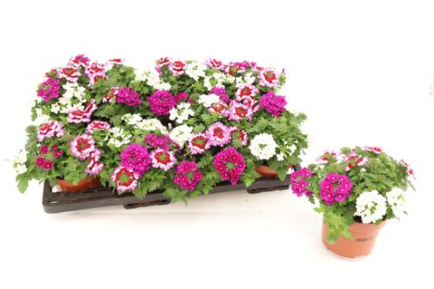 Verbena MIX IN POT