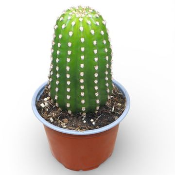 Trichocereus grandiflorus