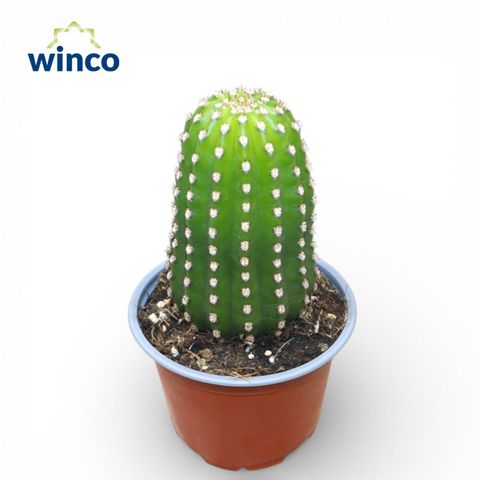 Trichocereus grandiflorus