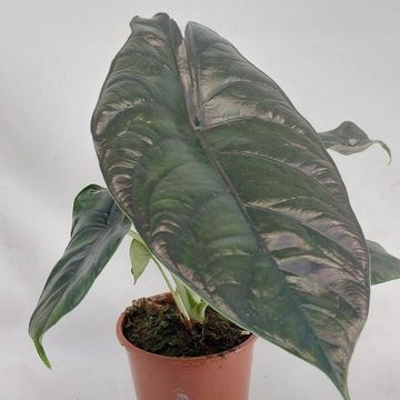 Alocasia 'Green Unicorn'