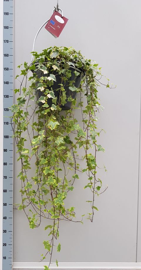Hedera helix 'Goldchild'
