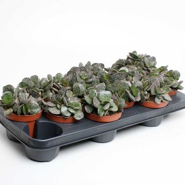 Adromischus cooperi
