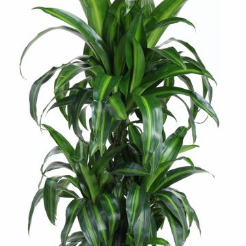Dracaena fragrans 'Hawaiian Sunshine'
