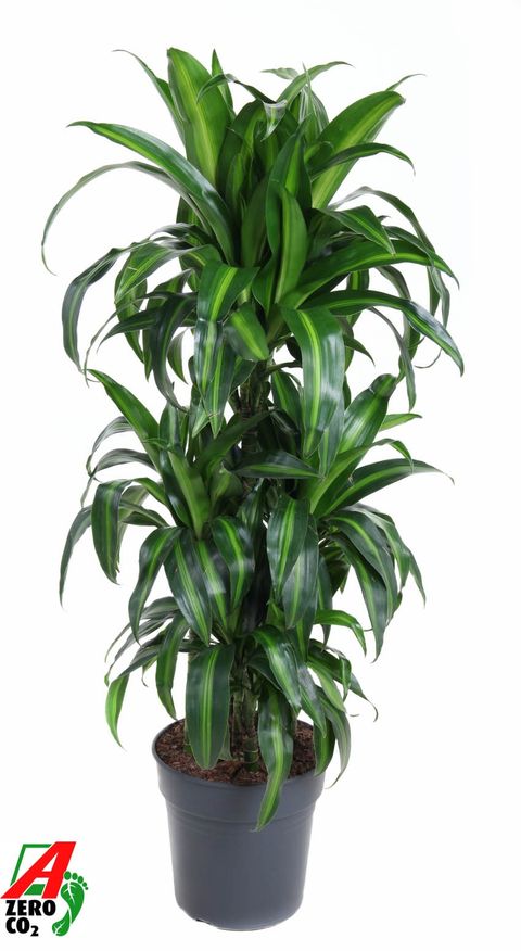 Dracaena fragrans 'Hawaiian Sunshine'