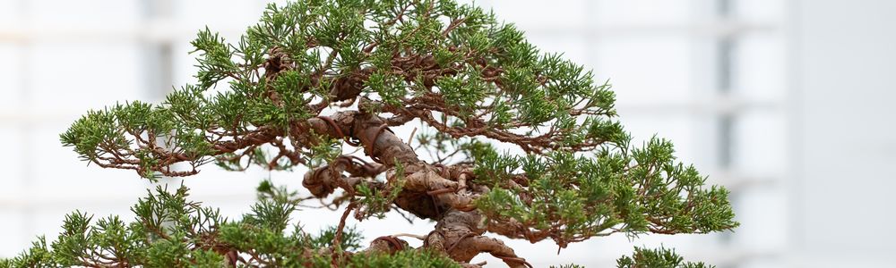 Бонсай - Pinus