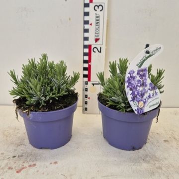 Lavandula angustifolia 'Essence Purple'