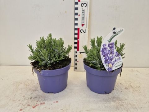 Lavandula angustifolia 'Essence Purple'