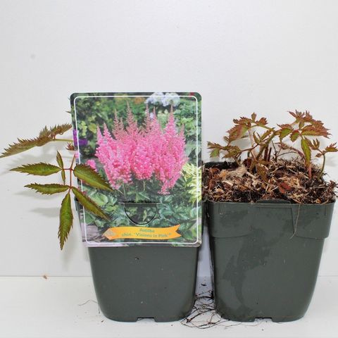 Astilbe chinensis 'Vision in Pink'