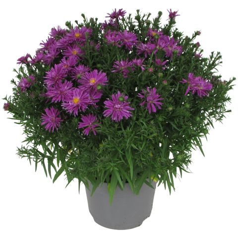 Aster SAMOA — Plant Wholesale FlorAccess