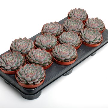 Echeveria pulidonis 'Deremensis'