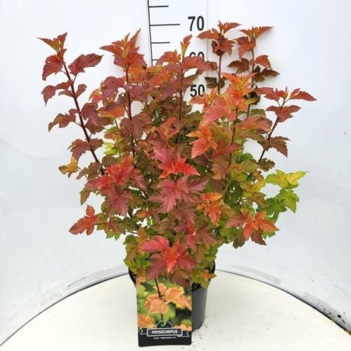 Physocarpus opulifolius AMBER JUBILEE — Plant Wholesale FlorAccess