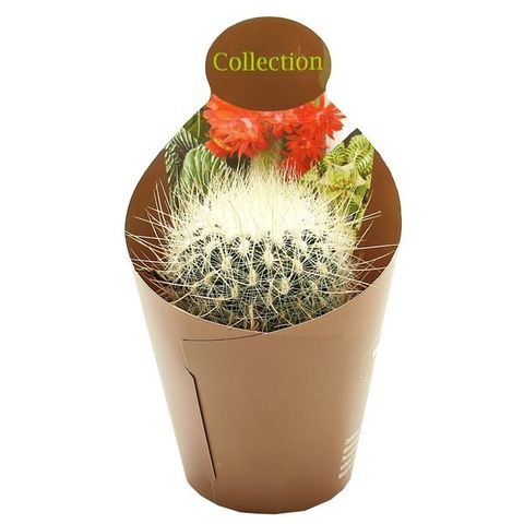 Thelocactus macdowellii