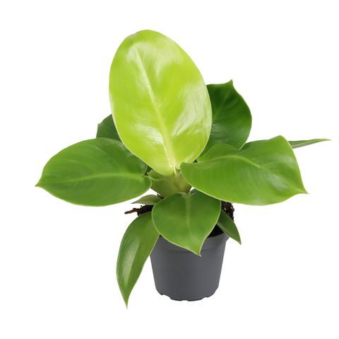 Filodendron 'Moonlight'