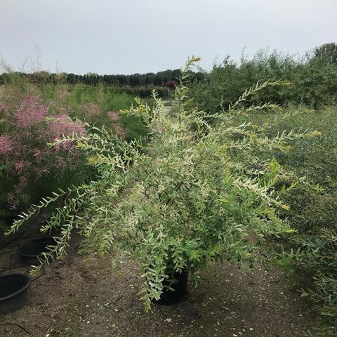 Salix integra 'Hakuro-nishiki'