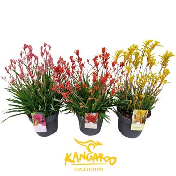 Anigozanthos MIX