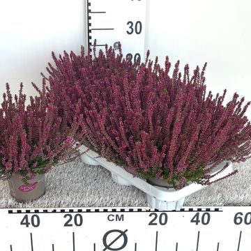 Calluna vulgaris GARDEN GIRLS LILIANE