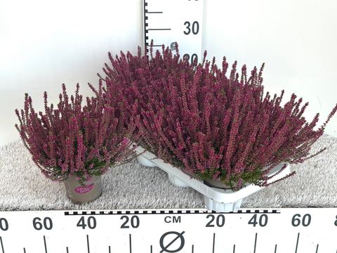 Calluna vulgaris GARDEN GIRLS LILIANE