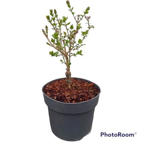 Syringa meyeri 'Palibin'