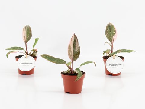 Philodendron 'Pink Princess'