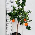 Citrus sinensis 'Arancio'