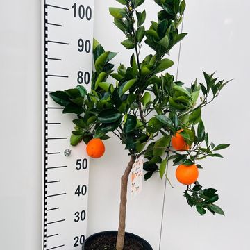 Citrus sinensis 'Arancio'