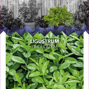 Ligustrum undulatum