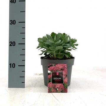 Sedum 'Herbstfreude'