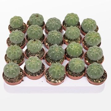 Matucana madisoniorum