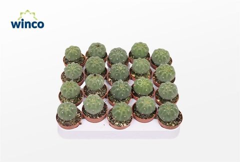 Matucana madisoniorum