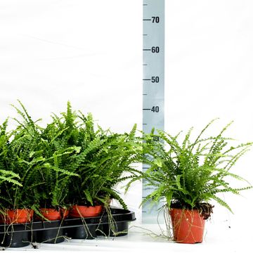 Nephrolepis cordifolia 'Duffii'