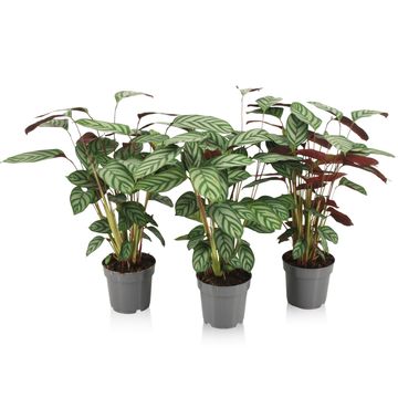 Ctenanthe setosa 'Compactstar'