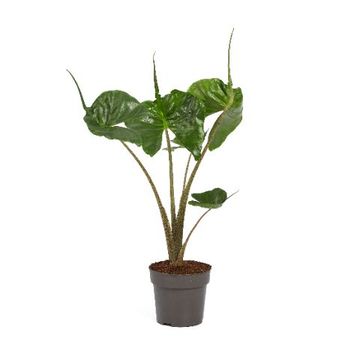 Alocasia 'Stingray'