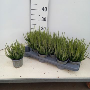 Calluna vulgaris BEAUTY LADIES VERENKA
