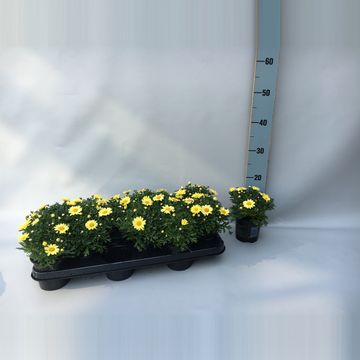 Argyranthemum frutescens LA RITA YELLOW