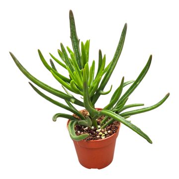Kalanchoe kewensis