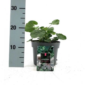 Lavatera 'Barnsley Baby'