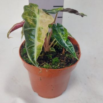 Alocasia 'Polly Yellow Variegata'