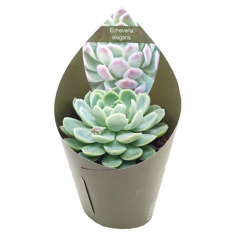 Echeveria elegans