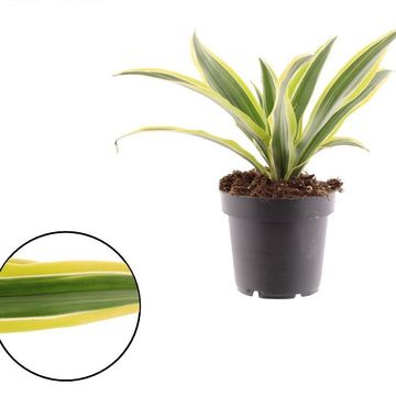 Dracaena fragrans 'Lemon Lime'