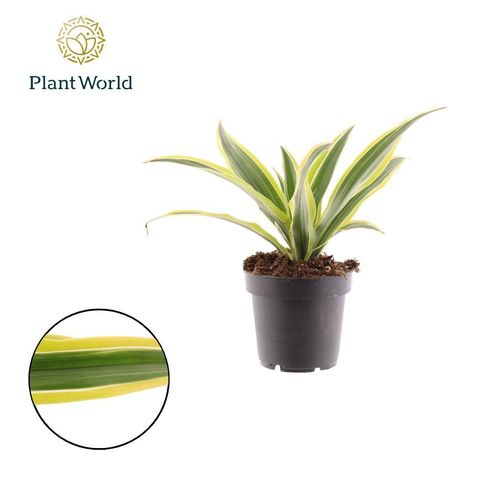 Dracaena fragrans 'Lemon Lime'