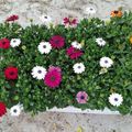 Osteospermum MIX