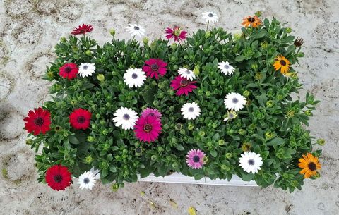 Osteospermum MIX